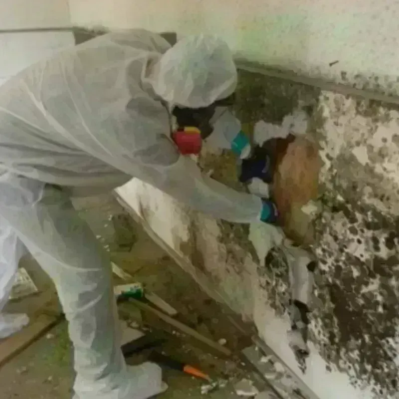 Mold Remediation and Removal in Columbia, TN